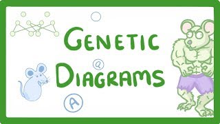 GCSE Biology  Genetic Diagrams 73 [upl. by Sims990]