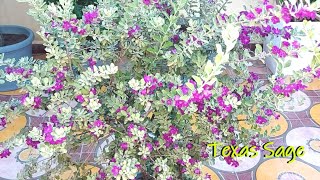 Texas sage growing care tips  Texas barometer bush Scarlet sage Purple sage and Texas Silverleaf [upl. by Harl]