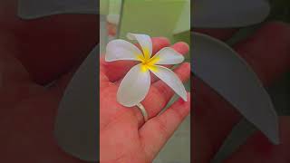 flower hindi song shortvideos  flowers 💐upload shorts video viral ❤🌹🌺🥀🌻🌼🌷⚘🌹💐🌾🌿 [upl. by Bensky]