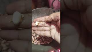 Namak mein badam fry testi hota haishortsubscribe singhmamta225 [upl. by Niccolo]