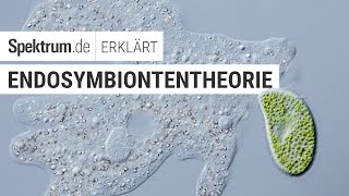 Endosymbiontentheorie  Spektrum erklärt [upl. by Everrs]