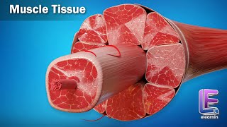 Muscle Tissue  Structural Organization in Animals  Anatomy  CBSE Class 11 Biology by Elearnin [upl. by Gideon]