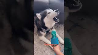 Dog singing pithamagan song [upl. by Nylirehs]