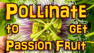 Hand pollinating passion fruit  Pollinate passion flowers to get more fruit [upl. by Travus]