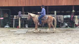 Sold 228 15 yr old 14 h palomino Rocky Mountain mare 1550 [upl. by Atiker]