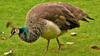 Peacock Female on Display  Peahen Bird [upl. by Lavro]