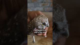 scops owl or spotted owlet Mein different india birds savewildlife owl owlet owle thebiharguy [upl. by Dnomar]