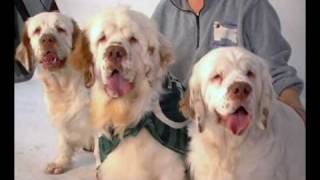 Westminster breed Clumber Spaniel [upl. by Lytle349]