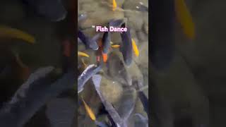 Lovely School of Fish Shoaling fishing shortsvideo shorts short subscribe viralshorts like [upl. by Shyamal]