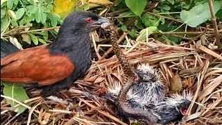 Greater coucal Birds try to pull the snake out [upl. by Dario382]