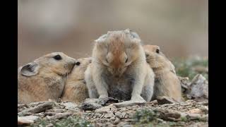 The plateau pika Ochotona curzoniae Ladakh India 🇮🇳 [upl. by Lenuahs]