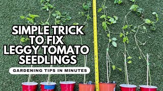 Trenching Method Leggy Tomato Seedlings Hack [upl. by Marcoux19]