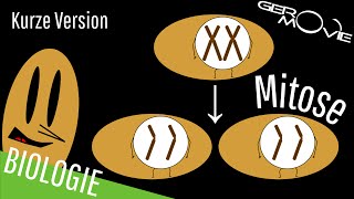 ► Mitose  verständlich erklärt  Kurze Version [upl. by Sybille742]