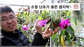 자기 몸집만한 꽃이 피는 소형 난초와 온실 오면하는일  Laelia pumila렐리아 푸밀라 [upl. by Dalila884]