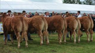 Irish Limousin Cattle  Irelands Number One AI Beef Breed [upl. by Arela]