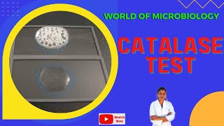 Catalase Test  Tamil  Identification of Bacteria by Biochemical Test  Slide and Tube Test [upl. by Pagas]