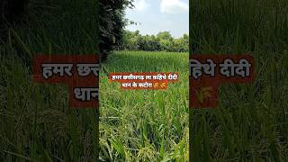 Chhattisgarh la kahithe didi dhan ke katora🌾🌾shortvideo viralvideo trending subscribe [upl. by Kuska]