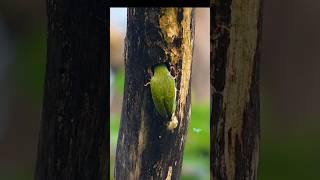 Coppersmith barbet wildbirdlife nature colourfulbirds birdslover cutebirds [upl. by Dirfliw]