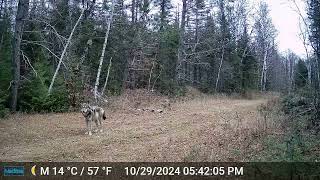 Timber Wolf in the Superior Nation Forest [upl. by Aeirdna]