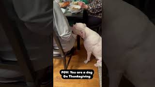 A dogs life on Thanksgiving is full of ups and downs [upl. by Anemaj]