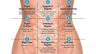 QUADRANTS AND REGIONS OF ABDOMEN  NURSING KNOWLEDGE [upl. by Norita]