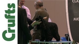 Crufts 2012  Spaniel Cocker Best of Breed [upl. by Malsi]