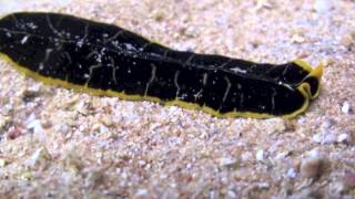 Flatworm on the move Egypt HD [upl. by Ahseela]