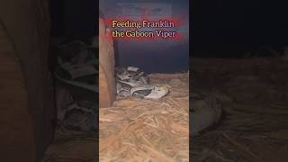 Gaboon Viper STRIKE normal vs slomo gaboonviper strike [upl. by Madelon]