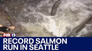 Record salmon run at Seattle’s Carkeek Park  FOX 13 Seattle [upl. by Oiludbo]