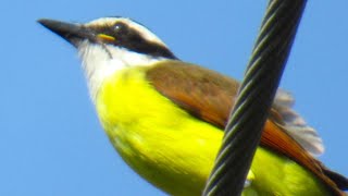 Great Kiskadee Beautiful Bird Call Bird Song [upl. by Geraud]