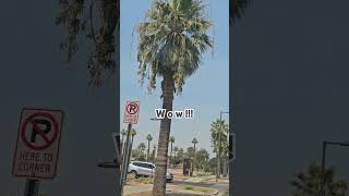 Date palms in Phoenix Arizona [upl. by Ainirtac270]