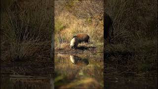 RARE Bush pig sighting  Marataba Game Reserve  South Africa [upl. by Mok]