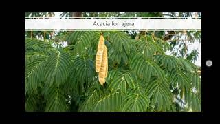 ¡Acacia de uso forrajero  AGRICULTURA NECESARIA [upl. by Taran925]