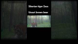 Siberian tiger Zeus and Ussuri brown bear ussuribrownbear siberiantiger brownbear tiger bear [upl. by Rosenbaum]