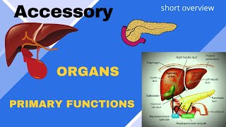 Accessory Organs that help in digestion and absorption of nutrients Liver Gallbladder Pancreas [upl. by Occir24]