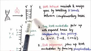 AS Biology  Transcription OCR A Chapter 310 [upl. by Puiia]