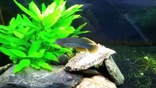 Purple Spotted Gudgeon Thoughts on Tank Mates [upl. by Nahshun]