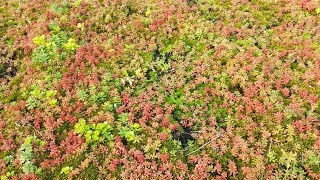 Dachbegrünung günstig selber machen einfach mit Blumenerde [upl. by Mathe]