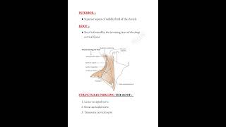 Posterior triangle notes📝 headandneck medicalconcepts28 [upl. by Gilliam]