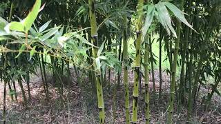 Le bambou du jour  Phyllostachys bambusoides lacrima dea [upl. by Sillad526]