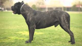 PRESA CANARIO THE ULTIMATE K9 PROTECTOR [upl. by Marleah]