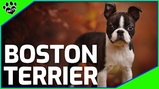 Boston Terrier Dogs 101 Boston Terrier Facts and Information [upl. by Pancho]