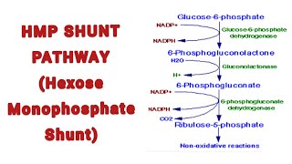 Hexose Monophosphate Shunt HMP Shunt Overview Pathway and its significance [upl. by Jamison]