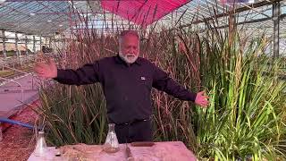 Making Edible Protein from Cattails at Whiskey Hill Farms [upl. by Cornelius218]