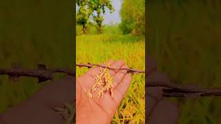 chinnor dhan agriculturefarming viralvideo viralshorts dhan video [upl. by Aroel]