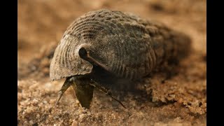 Koh AdventureGiant Mangrove Whelk shell of Terebralia palustris and Cooking KohAdventure91 [upl. by Rudwik]