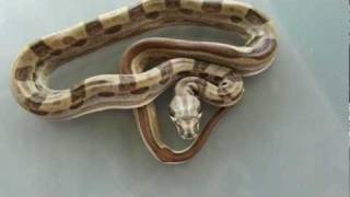 Hypo Motley Het Albino Snake Boampg [upl. by Etteloiv]