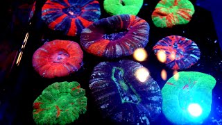 FEEDING INSANE COLORFUL SCOLY CORALS  Timelapse HD [upl. by Akimihs343]