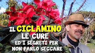 IL CICLAMINO CURE E SEGRETI PER NON FARLO SECCARE [upl. by Akin]