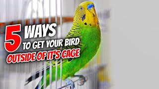 5 Ways to Get Your Bird Out of The Cage [upl. by Shieh]